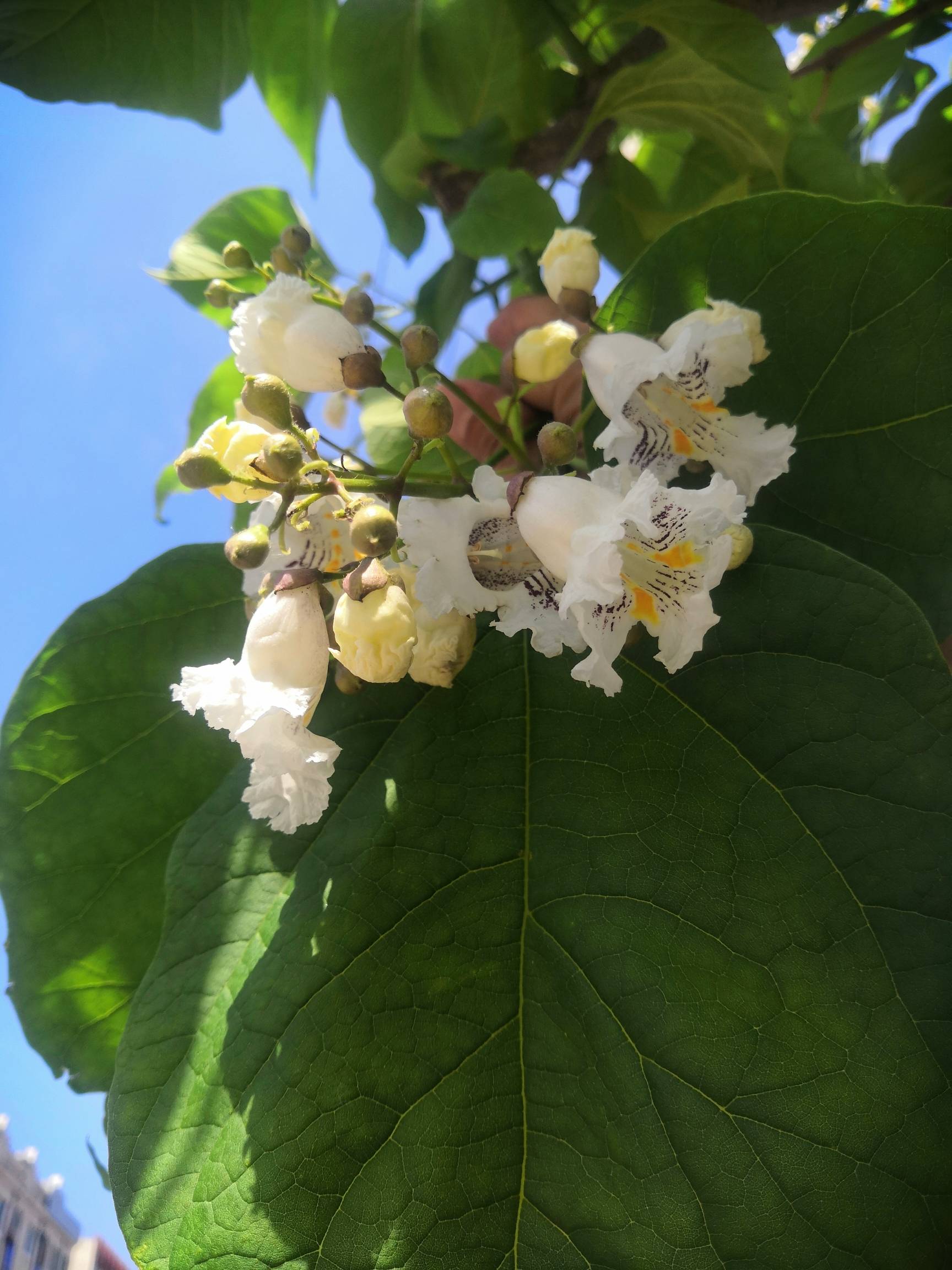 梓树开花